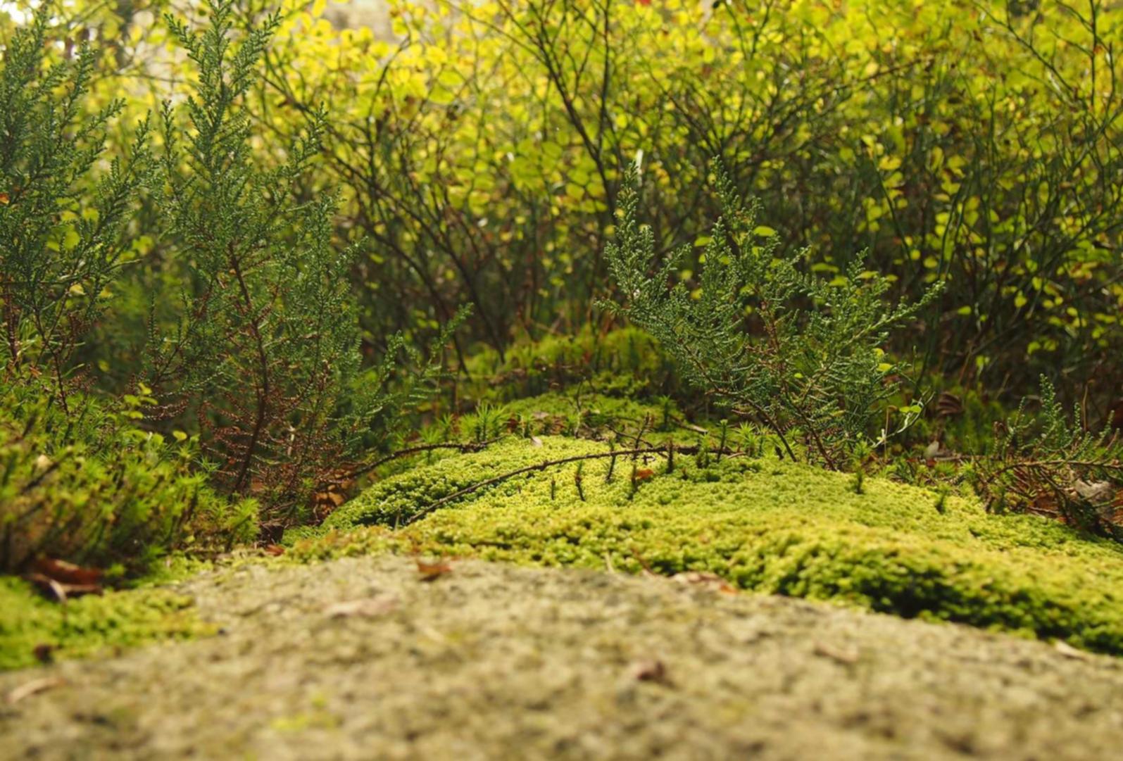 免费攻击网站|代理招生平台名学网