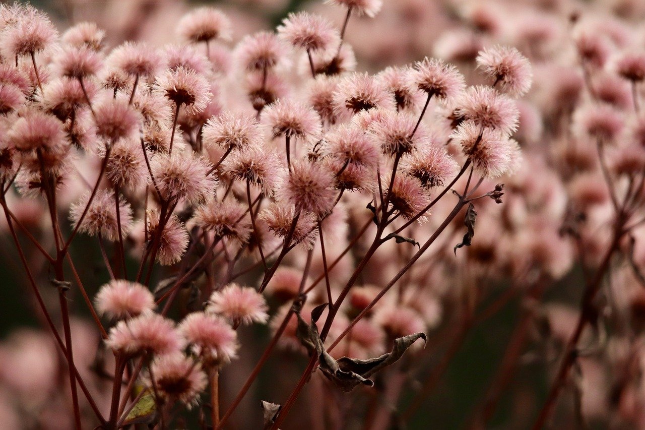 分享通信实名账号:锦鲤哩app详情下载教程