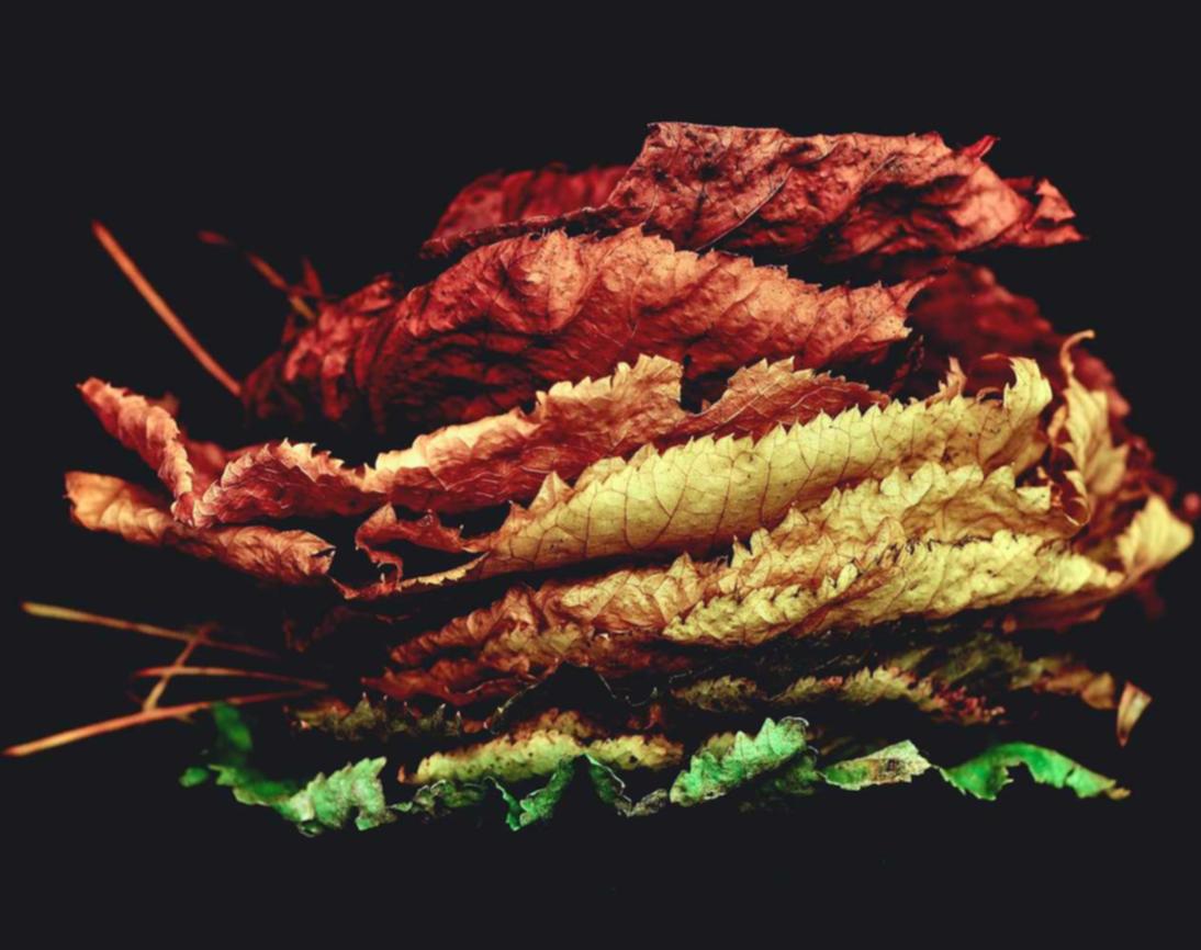 如何优化UGC内容以提高SEO